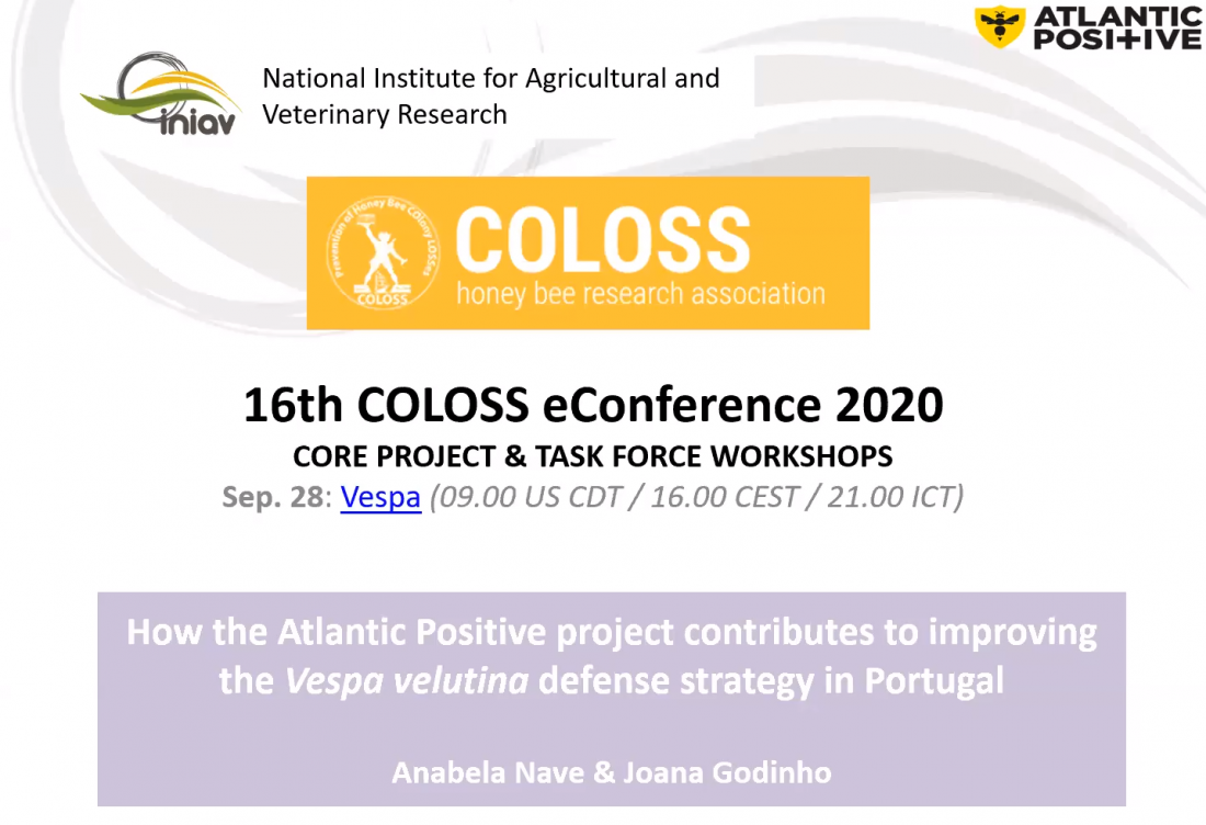 Online presentations of UVigo and INIAV: Velutina Task Force meeting of COLOSS